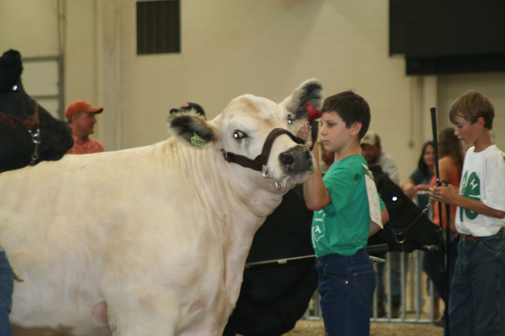 Hall County Fair 2012 11