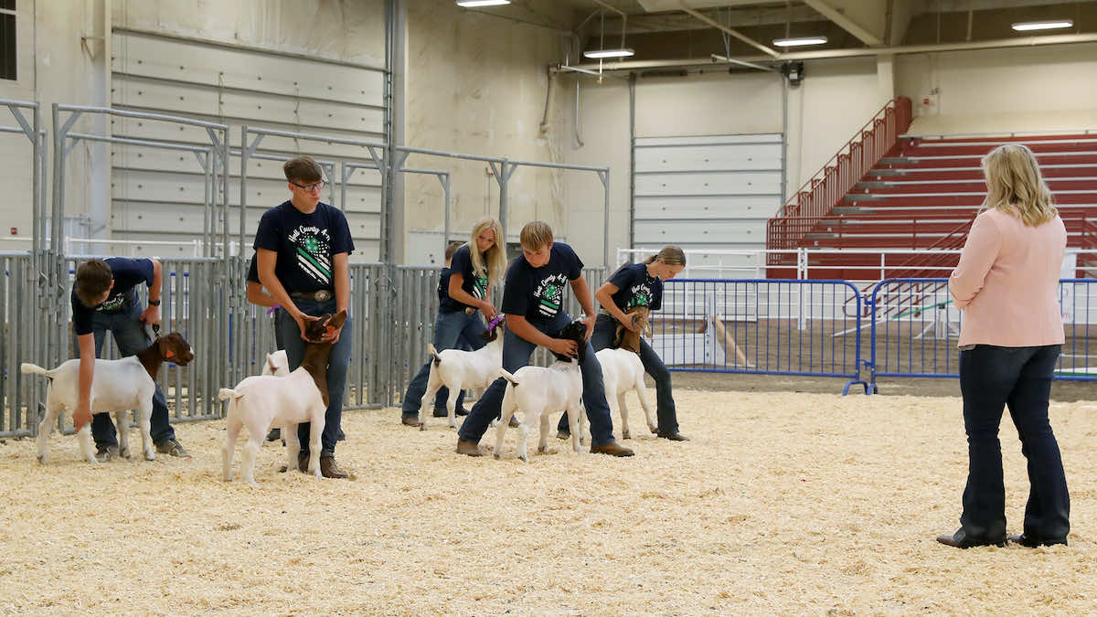 Gallery Photo of the Hall County Fair