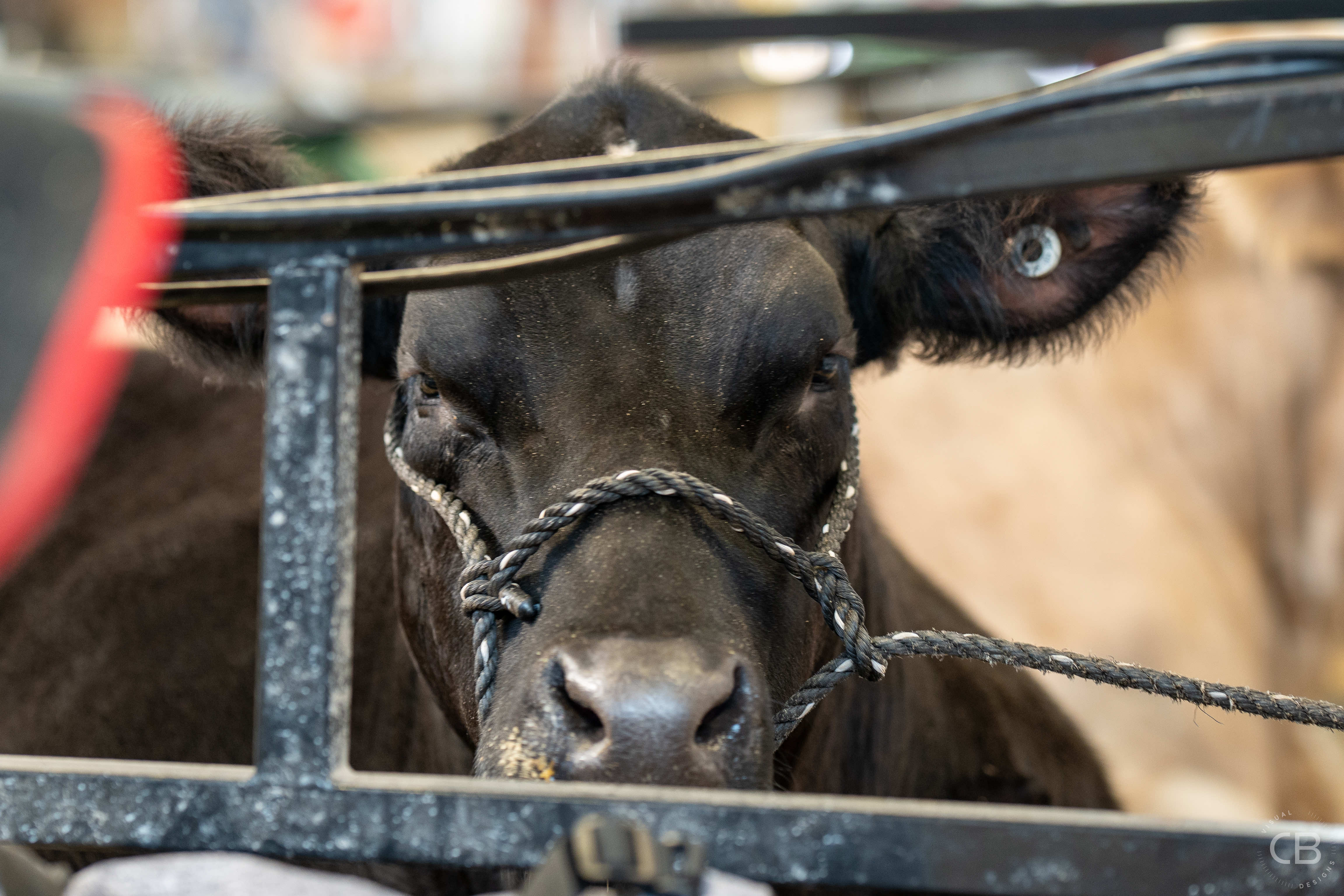 Gallery Photo of the Hall County Fair