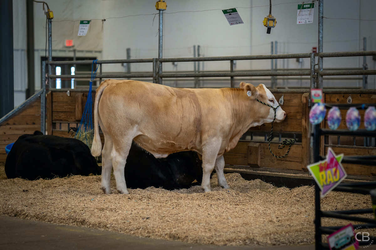 Gallery Photo of the Hall County Fair