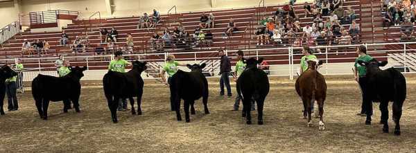 Beef Showmanship