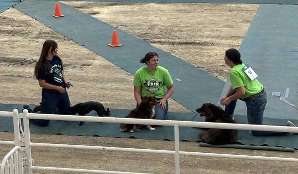 Dog Show