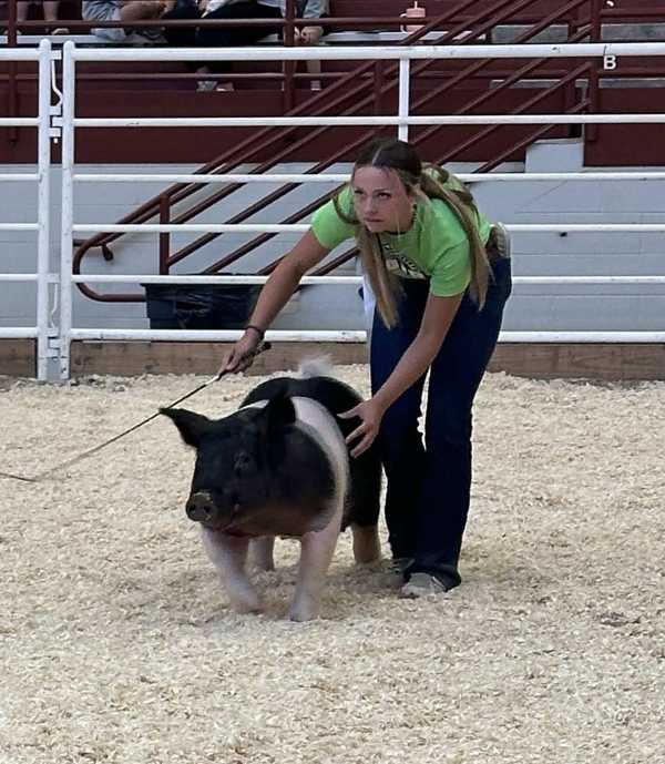 Pig Show