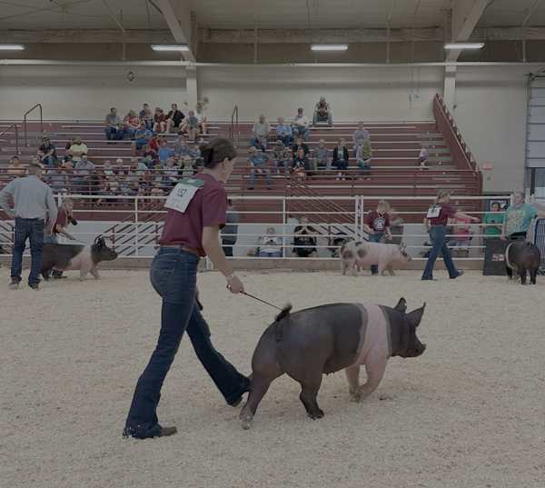 hall county fair 2025 1