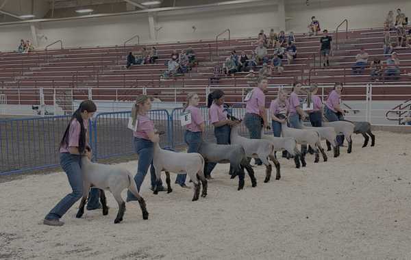 hall county fair 2025 4