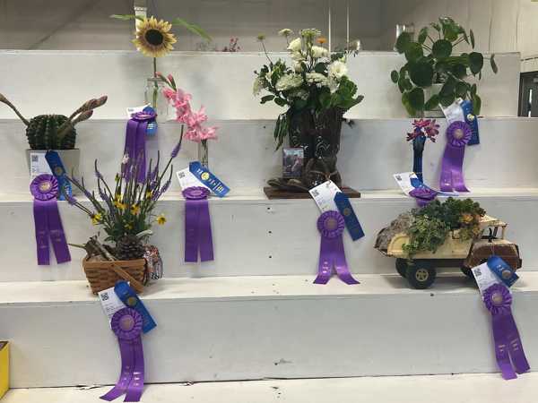 hall county fair open class 12