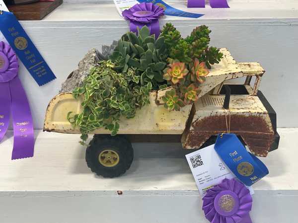 hall county fair open class 13