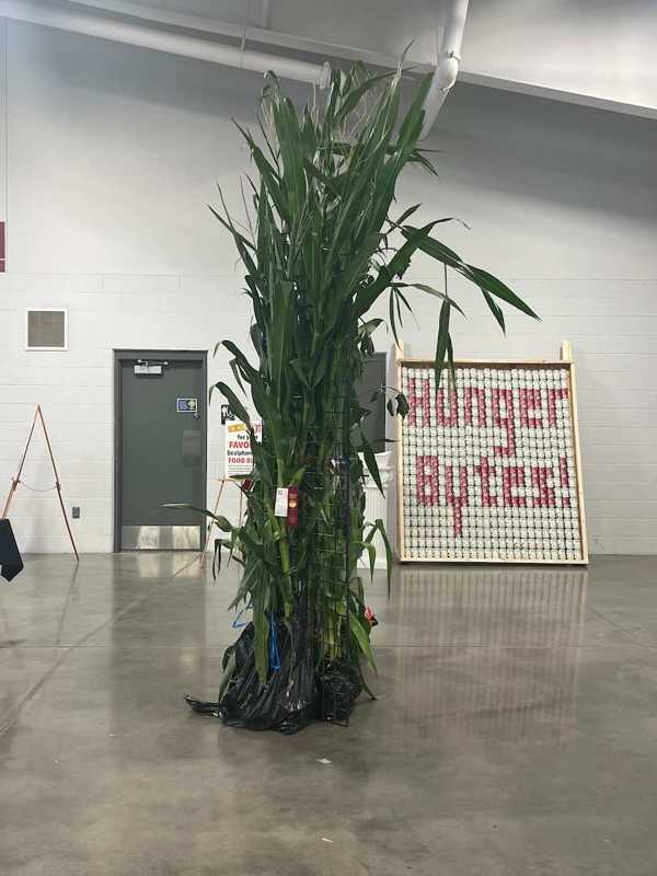 hall county fair open class 5