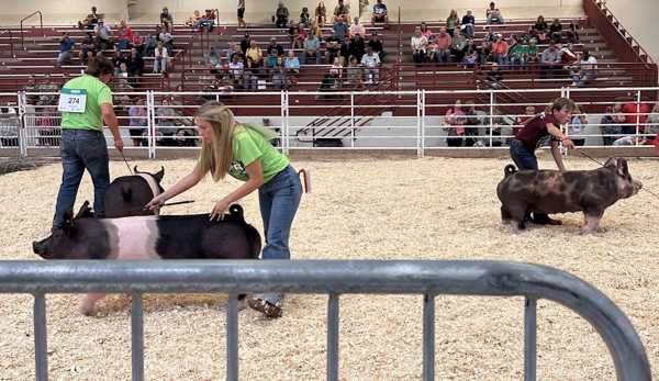 hall county 4h 2026 10