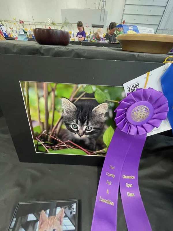 hall county fair open class 19